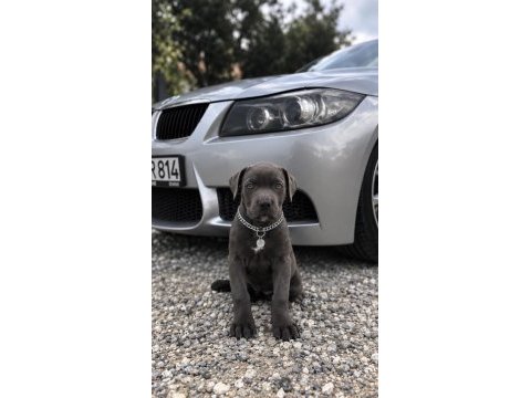 2 buçuk aylık cane corso yavrular