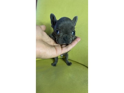 French bulldog blue erkek yavru