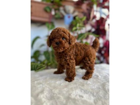 A plus kaliteli toy poodle bebeklerim