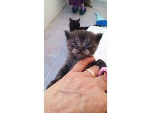 British shorthair 40 günlük