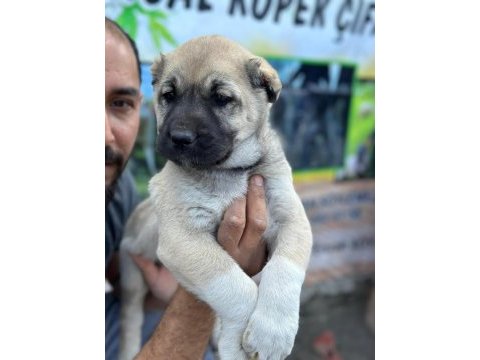 Boz aslan köpeğimiz