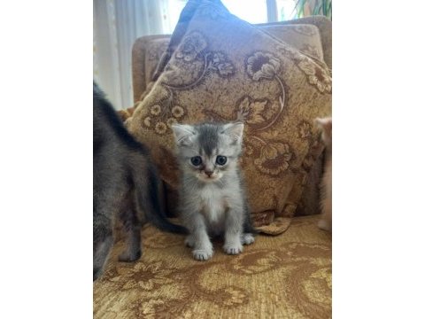 Küçük mü küçük british shorthair pıtırcıklara yuva