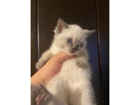 Uyguna ev ortamında bakılmış british shorthair