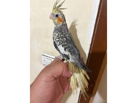 Tam 57 günlük full evcil kusursuz bebek sultan