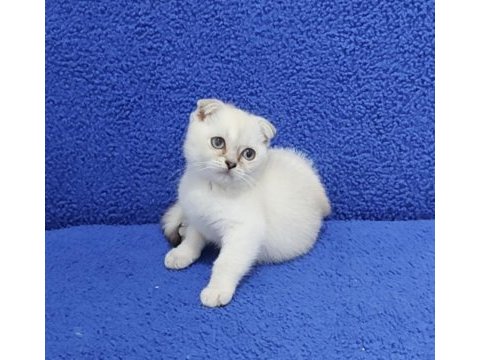 Scottish fold teslime hazır ponçik kaçmaz
