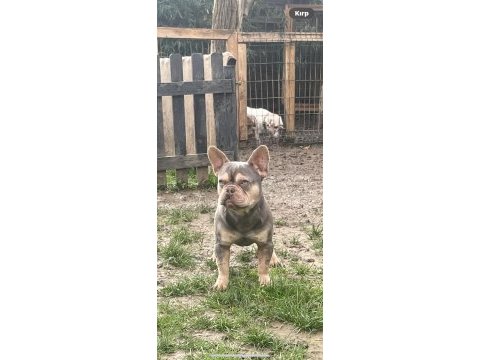 10 aylık french bulldog ücretsiz