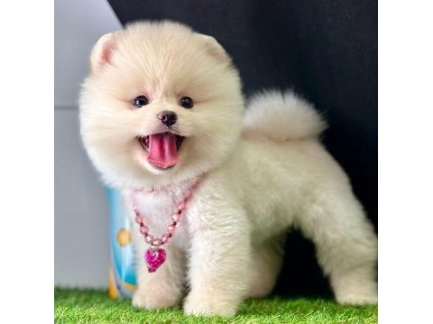Safkan pomeranian boo bebekler