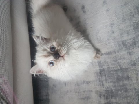 Oğlumuza yuva british longhair