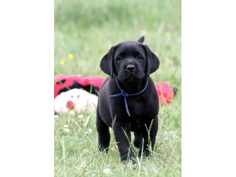 Türkiyenin en özel çifliğinden labrador yavruları 