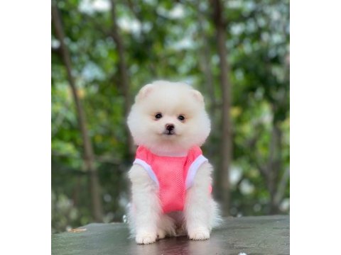 Evlerinize getirecek pomeranian boo yavrularımız hazır