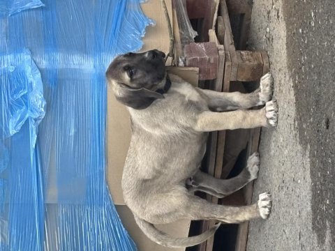 Kırçıl malaklı köpeğimiz