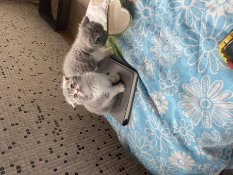 Maviş scottish fold kızlarım