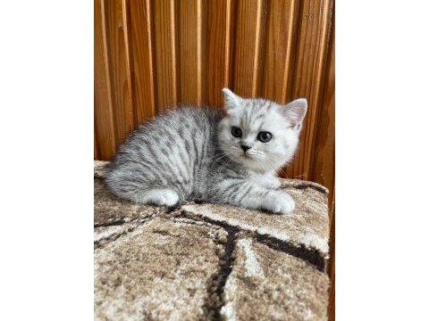 British shorthair silver point 2 aylık dişi