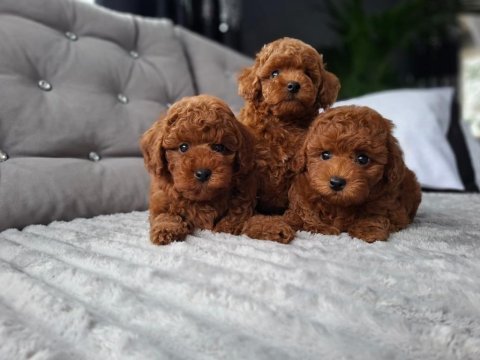 Eşsiz güzellliğe sahip toy poodle yavrular