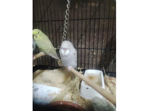 Maşallah show jumbo muhabbet kuşu damızlık ve yavrular