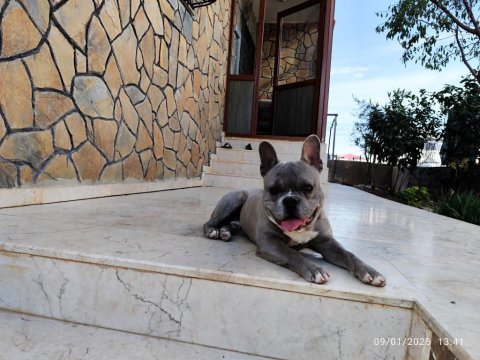 French bulldog oğluma eş arıyorum
