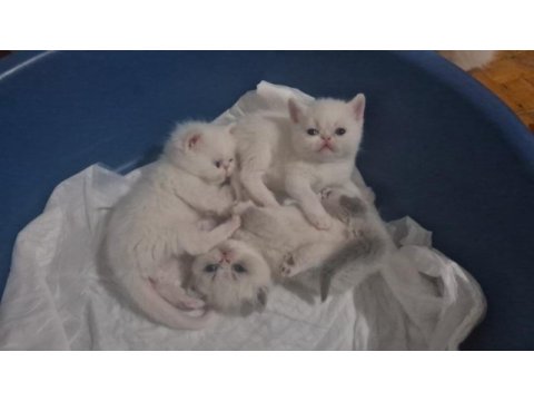 Erkek exotic shorthair kediler