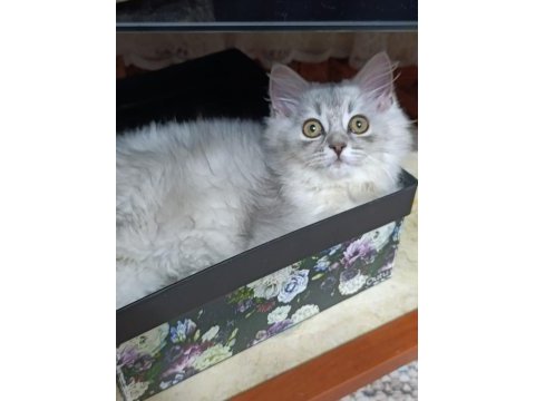 British longhair silver mükemmel gene sahipler