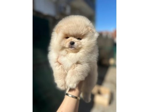 %100 pomeranian boo ırk garantili