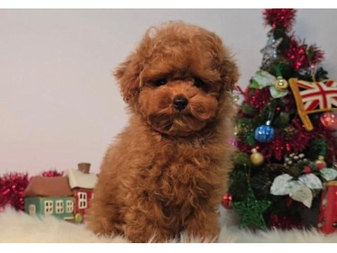 Oyuncu ve akıllı toy poodle yavruları