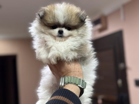 Petmode köpek çiftliğinden teddy pomeranin boo