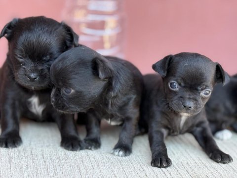 Xxs teacup chihuahua bebekler