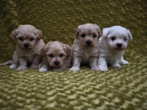 Maltipoo yavru köpekler