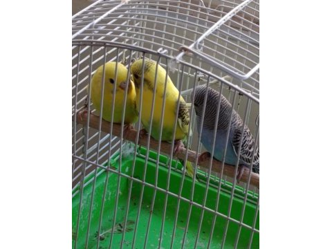 1 aylık yavru muhabbet kuşu ısırmaları kesinlikle yoktur