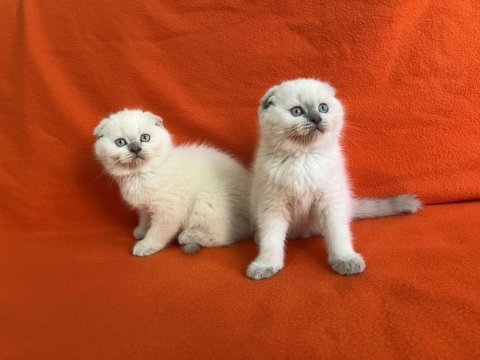 Orjinal tam kapalı kulak top kafa blue scottish fold