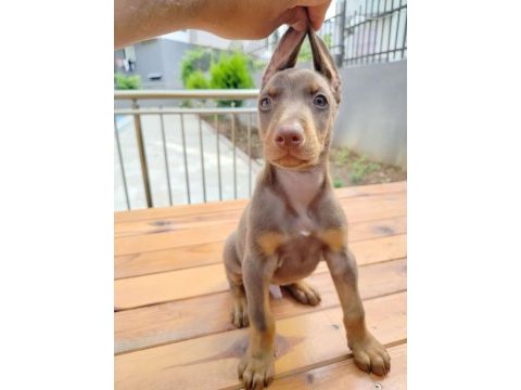 Birbirinden güzel doberman köpekler