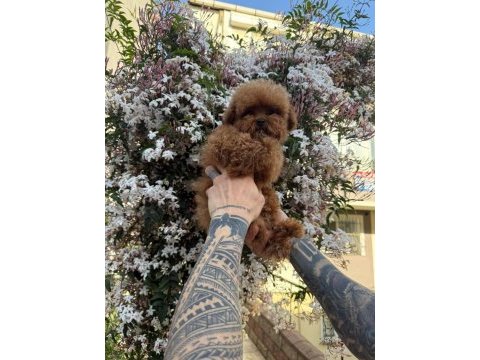 Gerçek toy poodle bebekler safkan