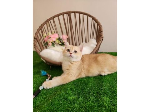 British shorthair yakışıklı yavru karşınızda