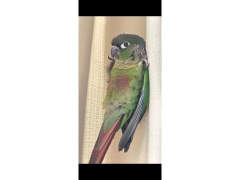 Full evcil iki buçuk aylık konur papağanı