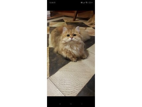 British longhair golden ny11