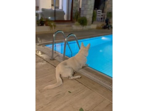 Kan hattına sahip nadir bulunanlardan albino alman kurdu