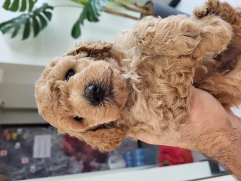 2 erkek toy poodle