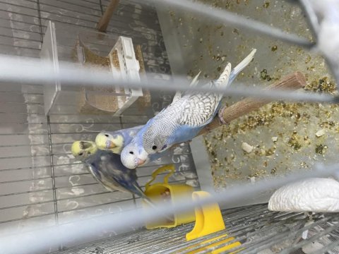 35 günlük bebek muhabbet kuşları