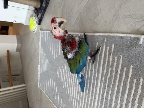 Orman bakanlığı belgeli yavru evcil kırmızı macaw