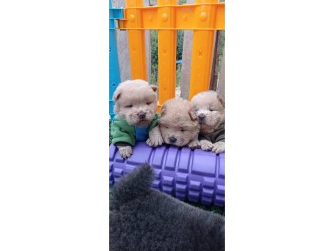 Mükemmel krem ve siyah chow chow yavrular