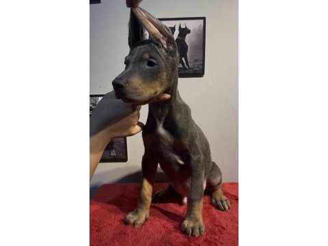 Baba albino egzotik blue renk doberman yavrular