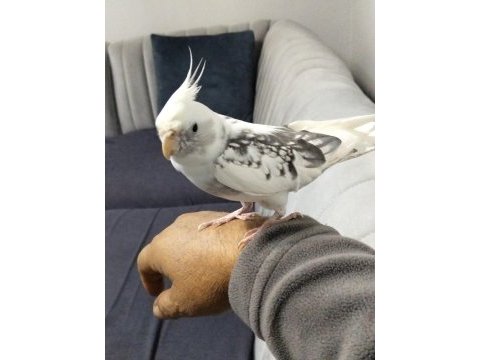 7 aylık erkek sultan papağanı