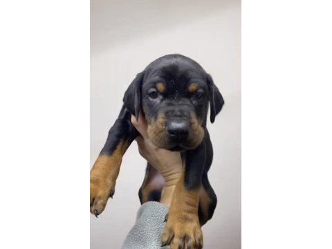 A kalite şecereli king doberman son 2 yavrumuz