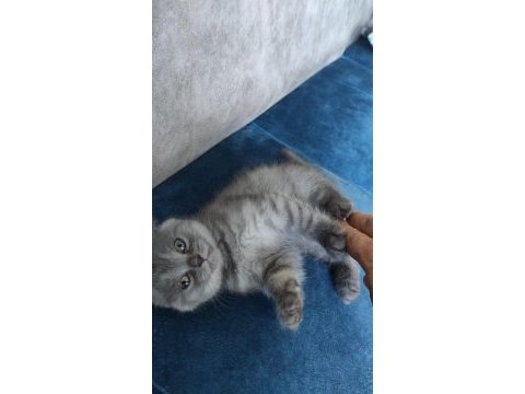 Biricik scottish fold kedimiz kendine yuva arıyor