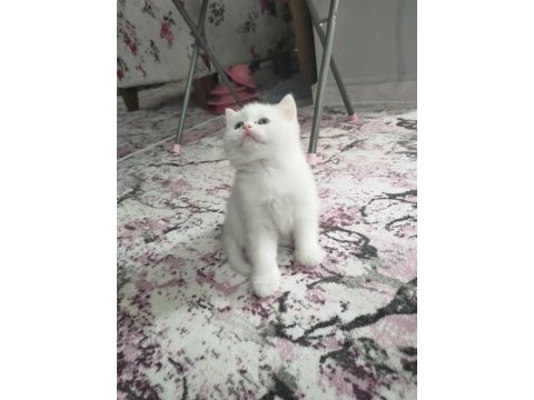 2 adet beyaz mavi gözlü teslime hazır british shorthair