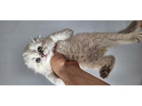 Show kaliteli scottish fold yavrular
