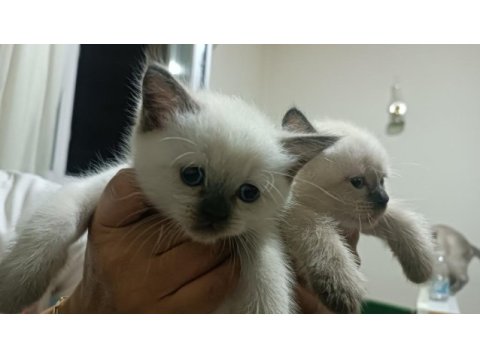 Safkan blue point yavrular