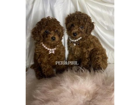 Kilo ve sağlık garantili poodle yavrular