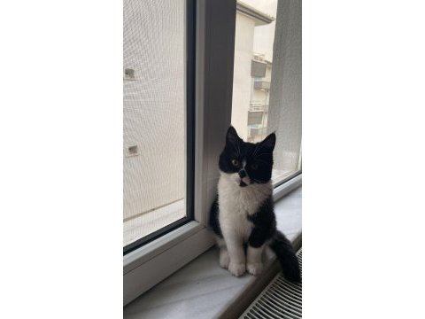 4,5 aylık british shorthair erkek maskeli oğlum