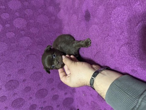 Orjinal ırk garantili 4 adet dişi longhair chihuahua