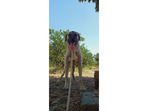 2 yaşında anadolu çoban köpeği